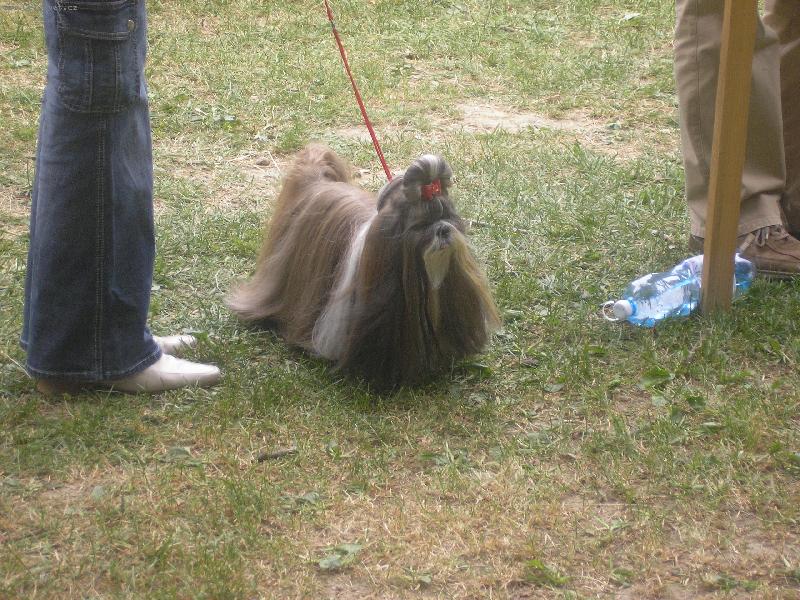 Foto: SHIH-TZU CH.Jeron Atrei-pred kruhom na v�stave