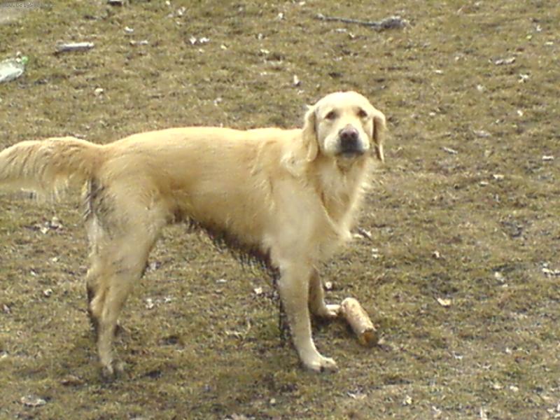 Foto: Fal��ek-moc se na vas zlobim