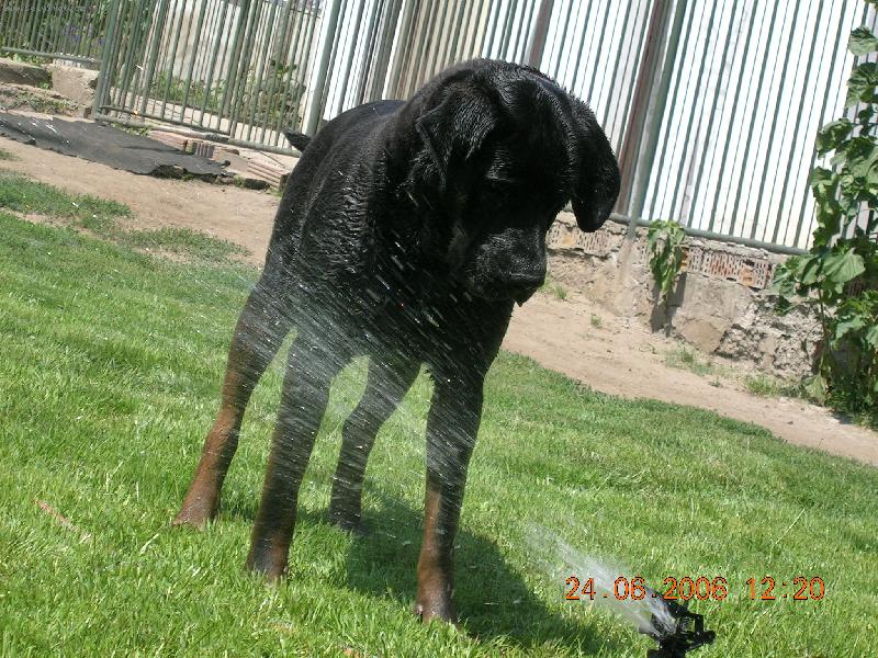 Foto: TOSA INU-Tensaji Tosa Centrum