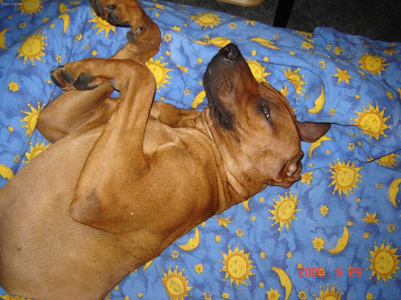 Foto: Ron,majitelka Z.Hlav��kov�-To je ale pohodi�ka