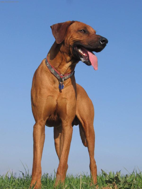 Foto: Rhodesky ridgeback-to je ale p�kn� v�hled
