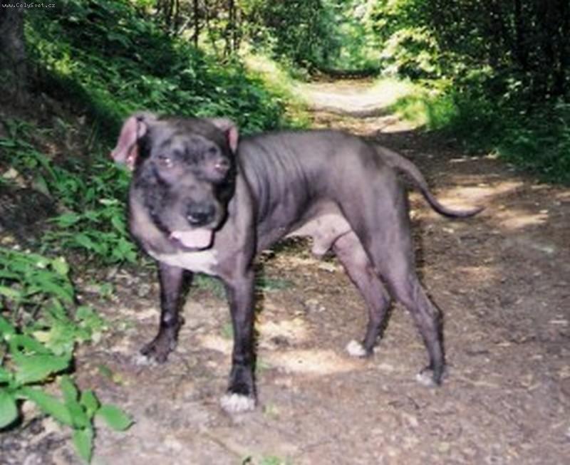 Foto: Toman�s Jack-www.anikdog.estranky.cz