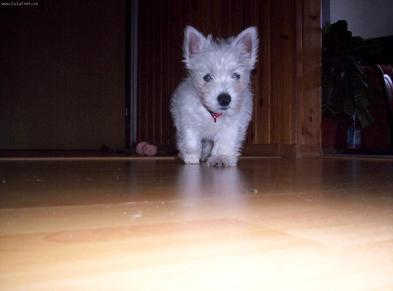 Foto: Ahojki.-U� ideeem !!!