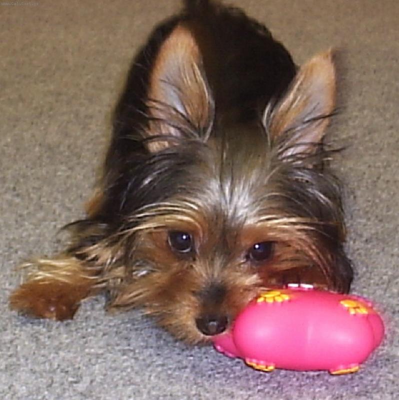 Foto: Jennynka-Jennynka si hraje