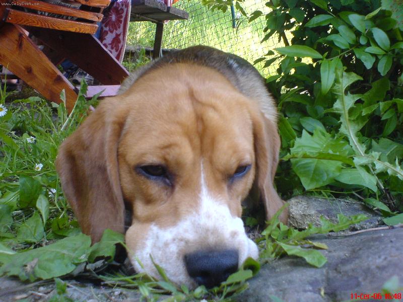 Foto: Eda-nechte m� u� kone�n� sp�t