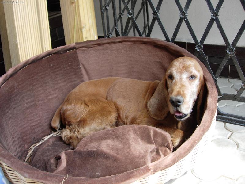 Foto: Charlei (��rl�)-m�j pes jemu 11