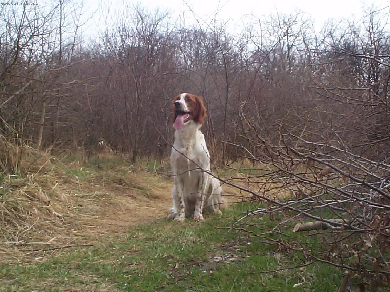 Foto: Aja-Eira z Vl��ch M�ku