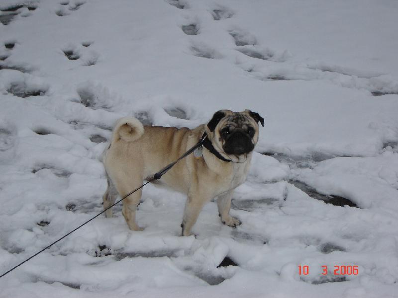 Foto: J. T. Istako-mops b�ov� chovn�