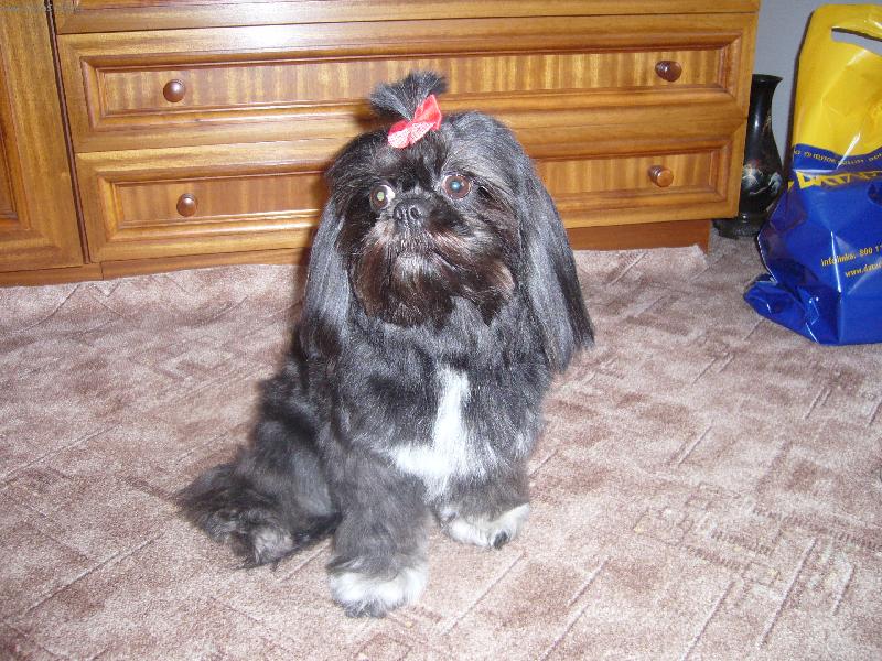 Foto: Lady-to je moje fenka Lady