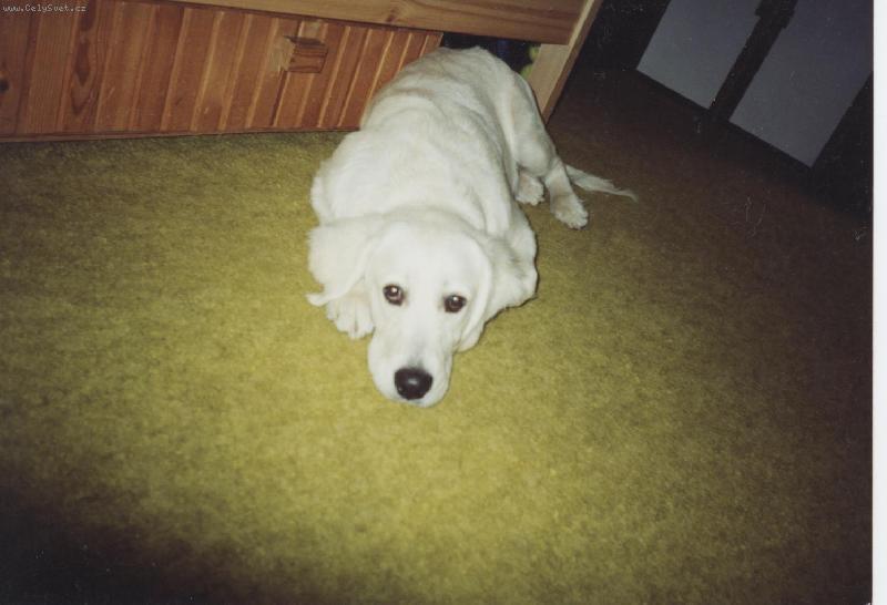 Foto: Unaven� Bessy alias bambula-Unaven� Bessy alias bambula jako �t�n�