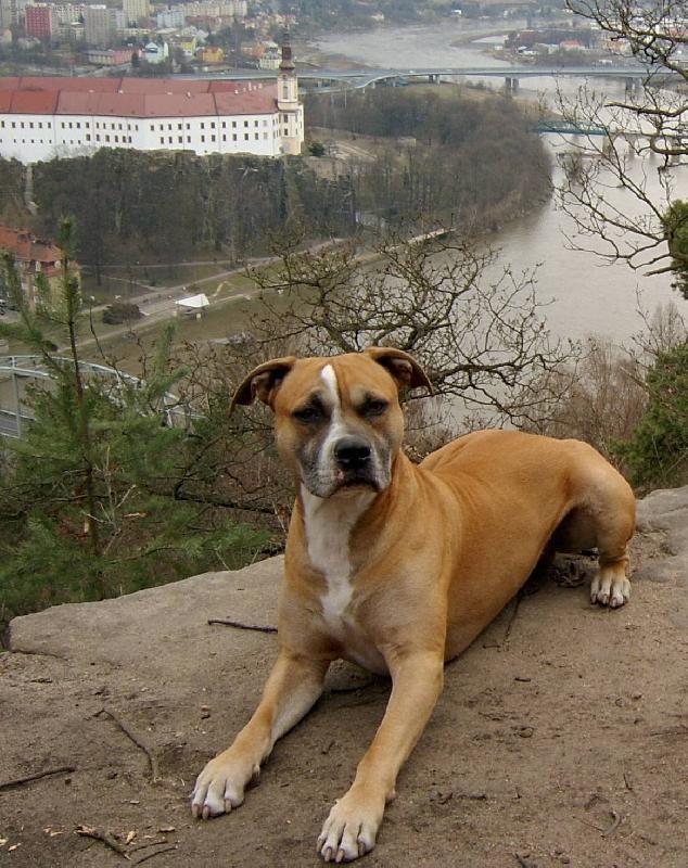 Foto: Ar�sek na vyhl�dce-Na proch�zk�ch...