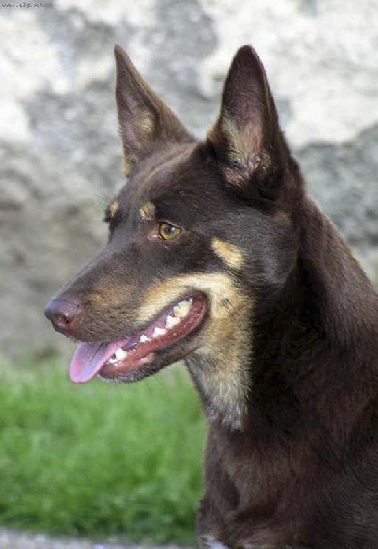 Foto: Braya Xapat�n