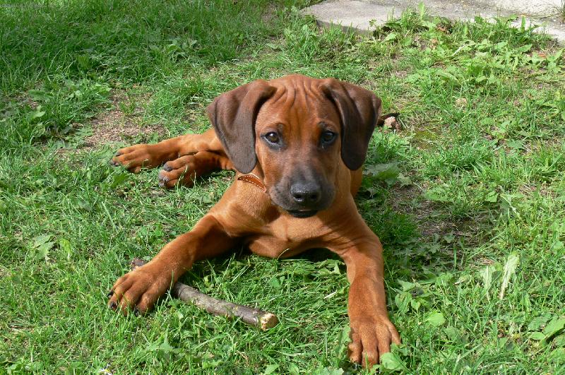 Foto: A st�le Banty ...