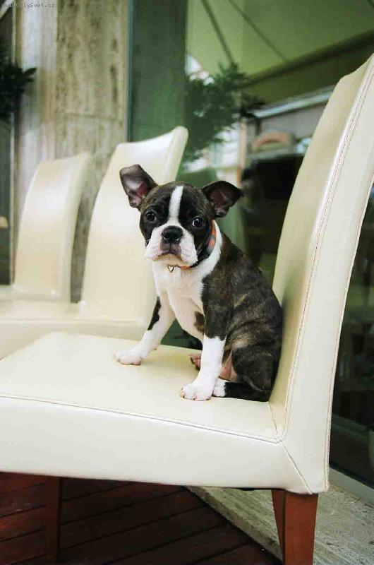 Foto: Gwendolin od kopce Zeb�na-unaven� dru�i�ka