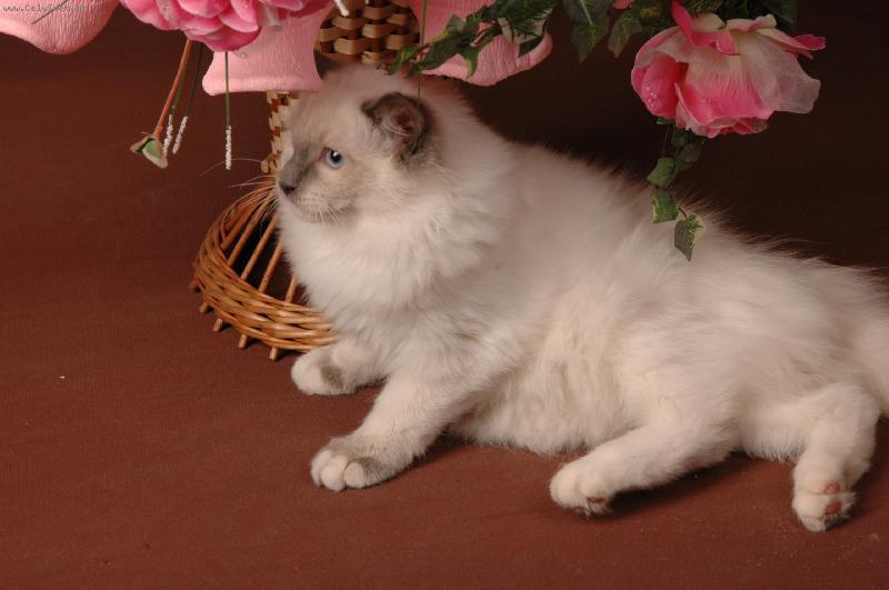 Foto: Pi�kna Ariel w internecie-Jestem bardzo elegancka