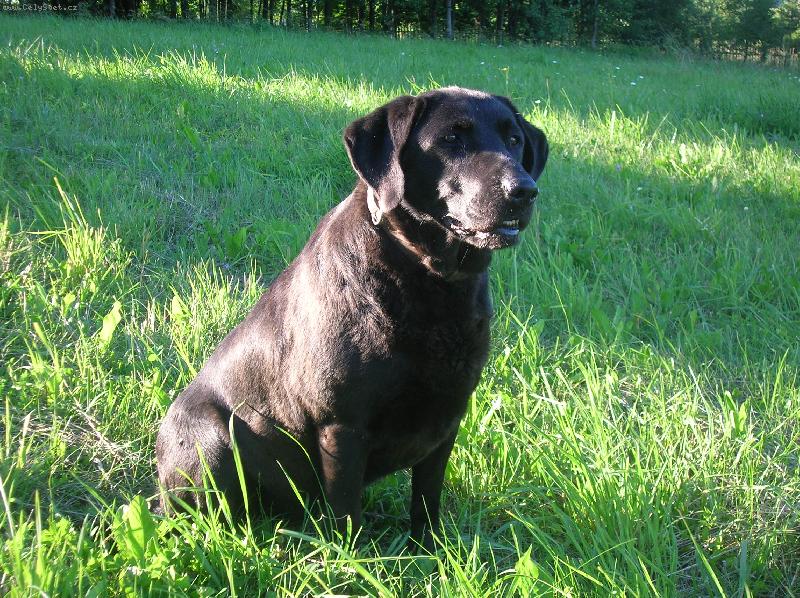 Foto: Dara po Arice z �erchova