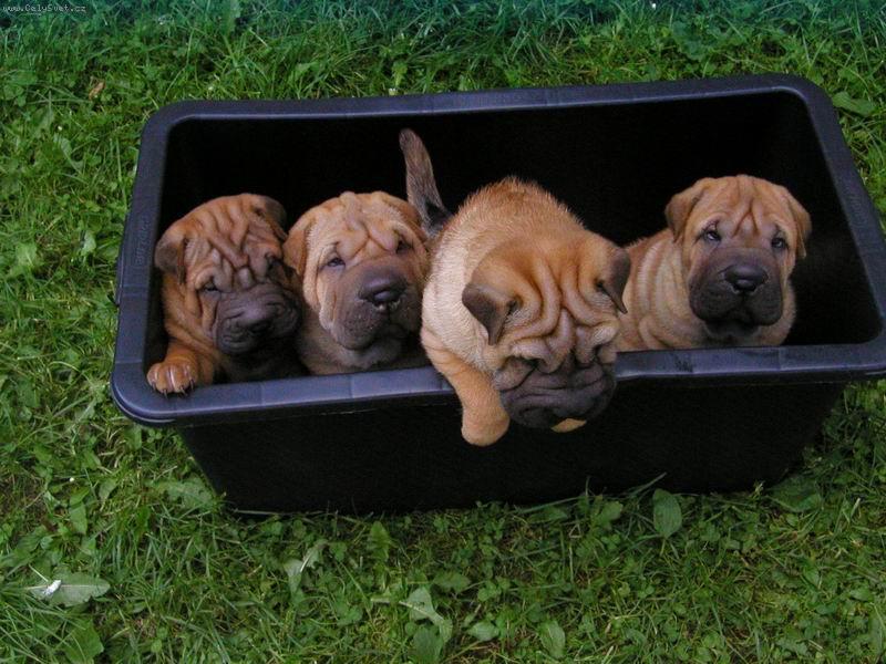 Foto: �arpej - �t��ata