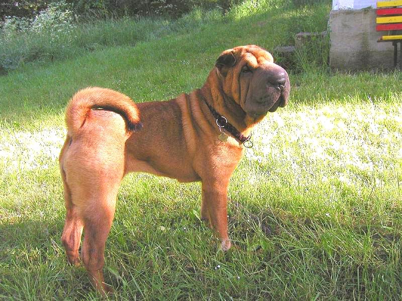 Foto: �arpej - fenka Airin