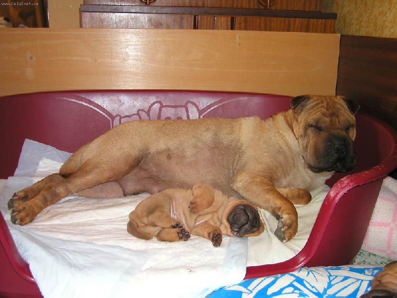 Foto: Berry - 4 t�dny - s m�mou Annie