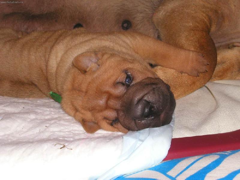 Foto: Berry - 4 t�dny