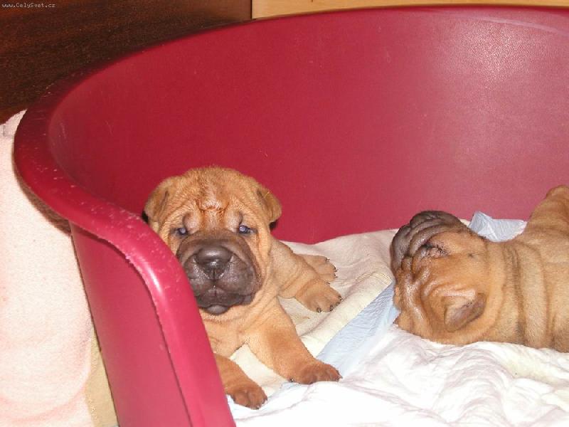 Foto: �t��ata - 4 t�dny