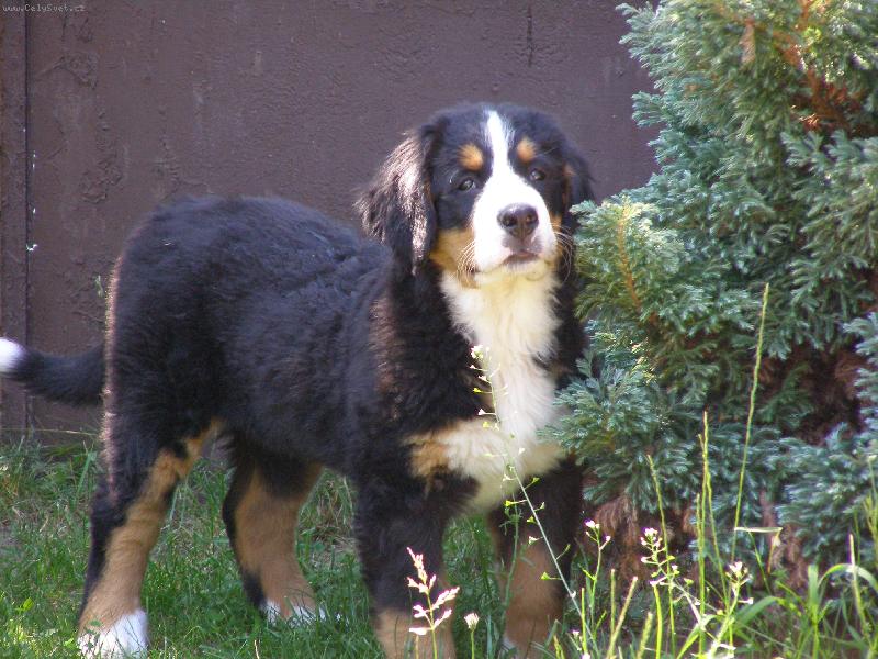 Foto: Elisa ze Stam��ic