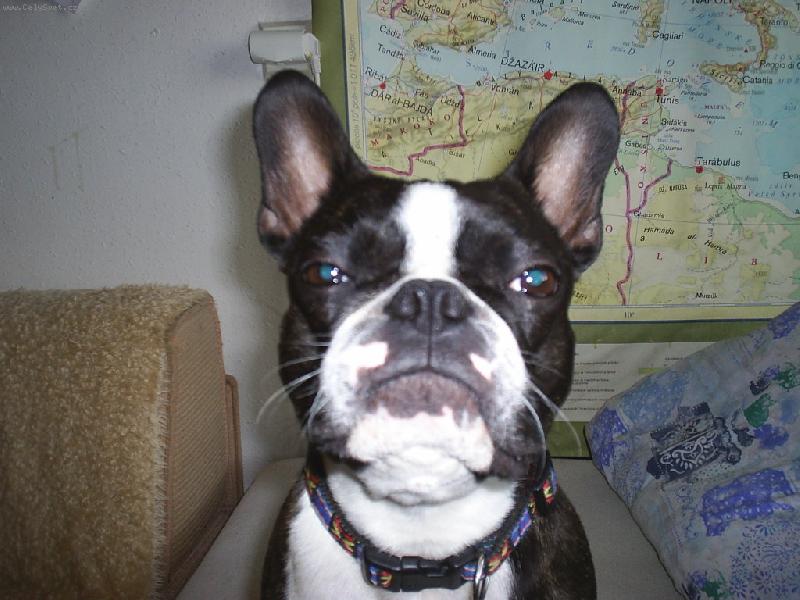 Foto: n� Bob�k-inteligent z Ostravy