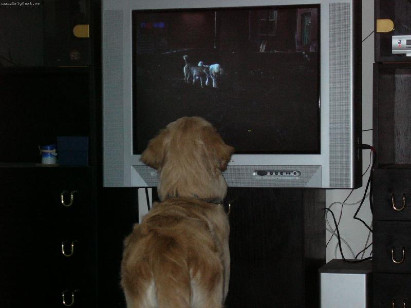 Foto: Nekoukej po��d na tu televizi.-Buddynek