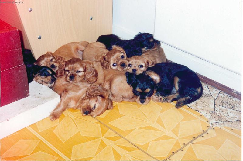 Foto: chov.stanice Arinin sen-\"valn� hromada\"