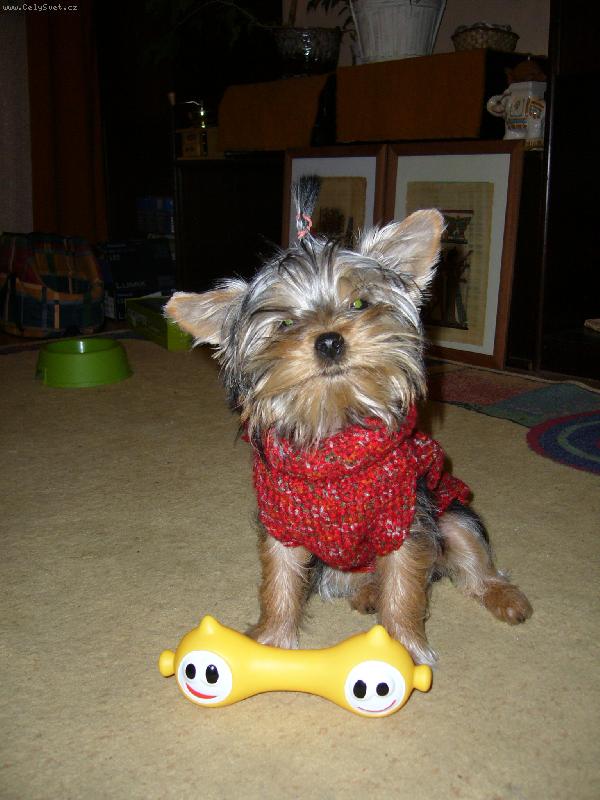 Foto: Ennynka-Ennynka v nov�m oble�ku a s novou kost� :-)