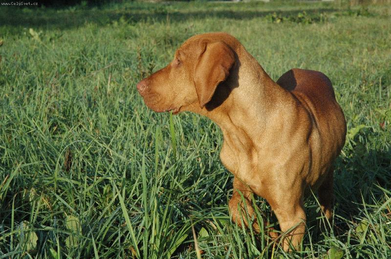 Foto: Daggy n�m za�al vystavovat-na proch�zce