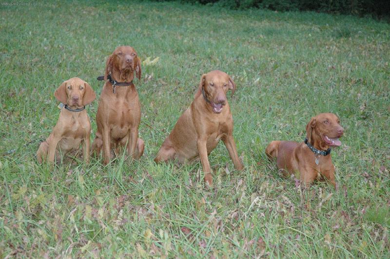 Foto: Zrzci- Daggy, Nick, Sam, Jaspik