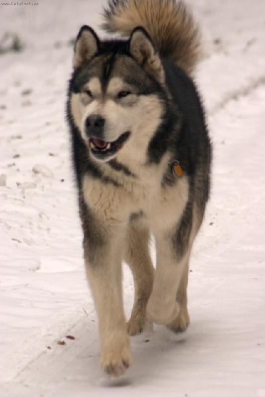 Foto: Adis-na sn�hu je nejl�p