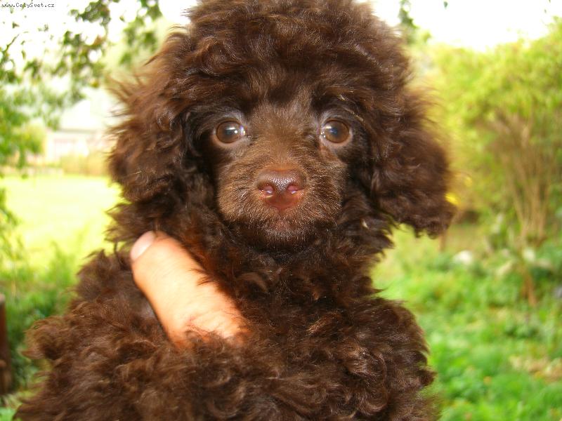 Foto: T��m�s��n� fenka pudla toy-Bibi se r�da nos�