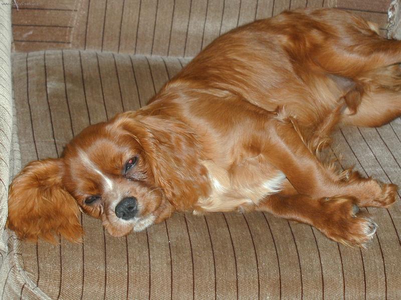 Foto: Kaval�r King Charles �pan�l-N� kaval�rek  KENNY(keny).