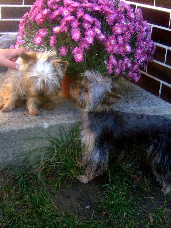 Foto: Charlie a Magie-To von�