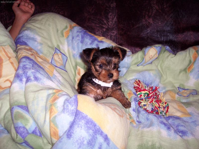 Foto: Arinka 2-Na�e Arinka neni roztomil�???