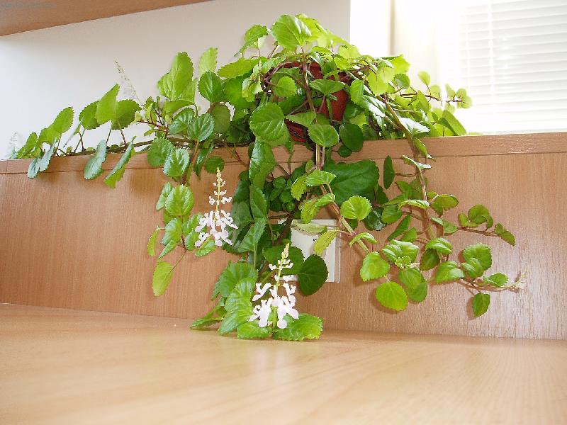 Foto: Plektrantus - cel� rostlina-Plektrantus - cel� rostlina