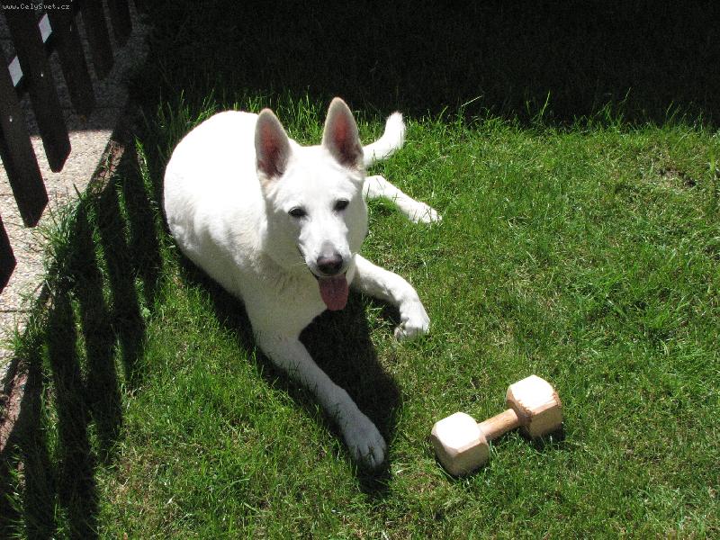 Foto: Arlin Belisima Cembra-Poj�te si hr�t..