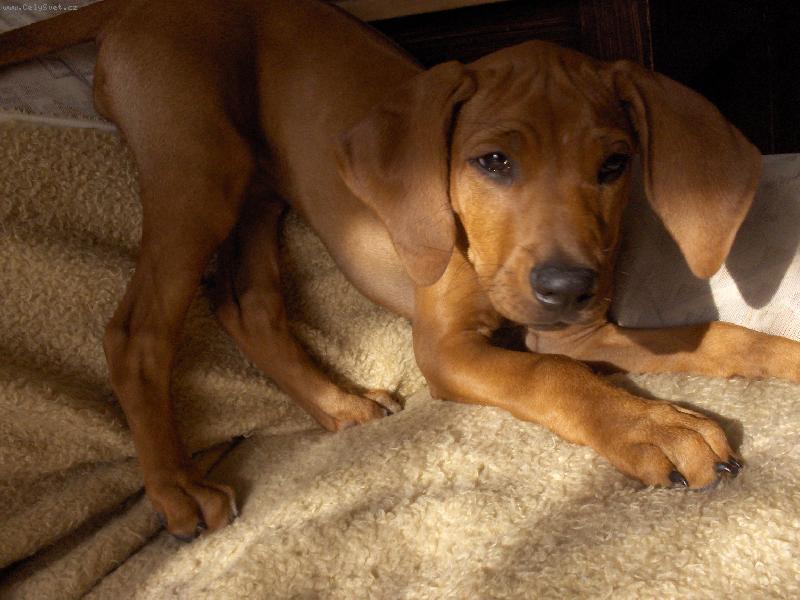 Foto: Margareta-blazneni nasi ridgebacky