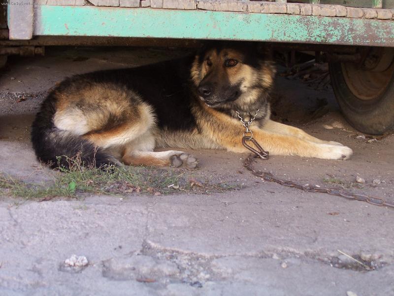 Foto: rex�k-sice nejsem pap�r�k ale...pani�ka m� pova�uje za nejkr�sn�j��ho a m� m� moc moc r�da