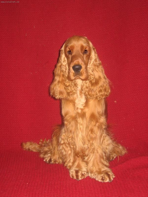 Foto: Alexander the Great Onyro-d�sn� r�d se fot�m