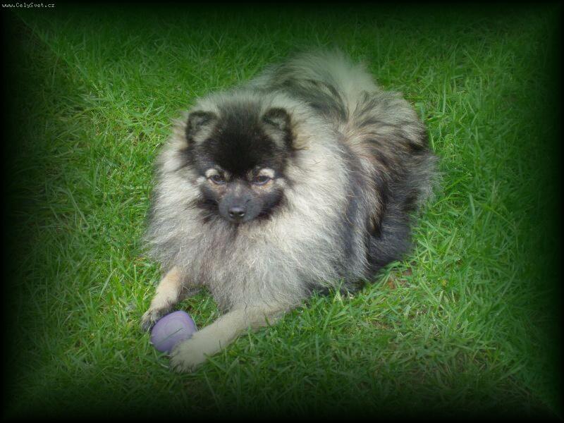 Foto: Falko-V sou�asn� dob� nej�sp�n�j�� vlko�ed� pes