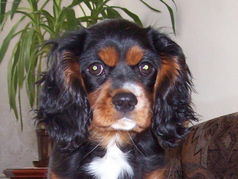 Foto: mil��ek ��rl�-to je n� mil��ek