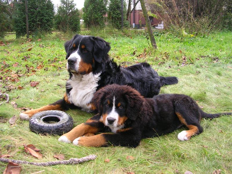 Foto: Max a Sam-nejlep�� kamar�di