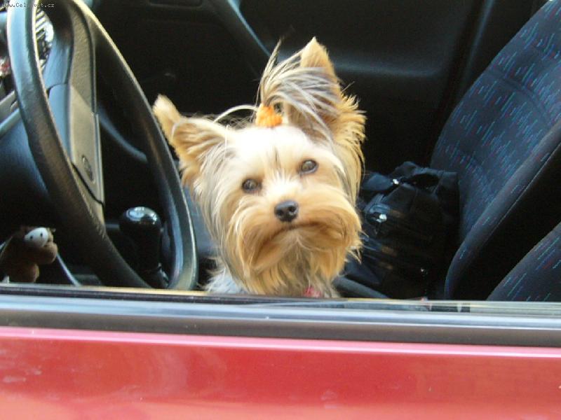 Foto: MIA z D���na-zase v aut�