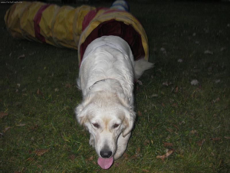 Foto: U� nem��u!!!-becckye p�i n�cviku na agility.