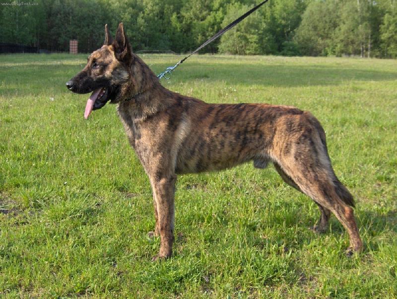 Foto: Gery-ro�n� pejsek