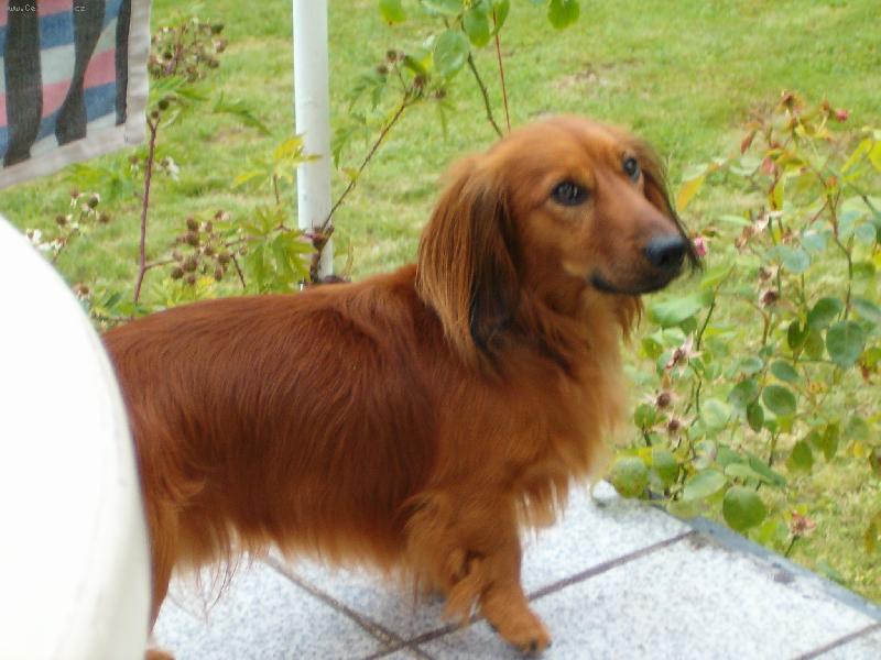 Foto: Britysek 2-nekdo se na nas zlobi...