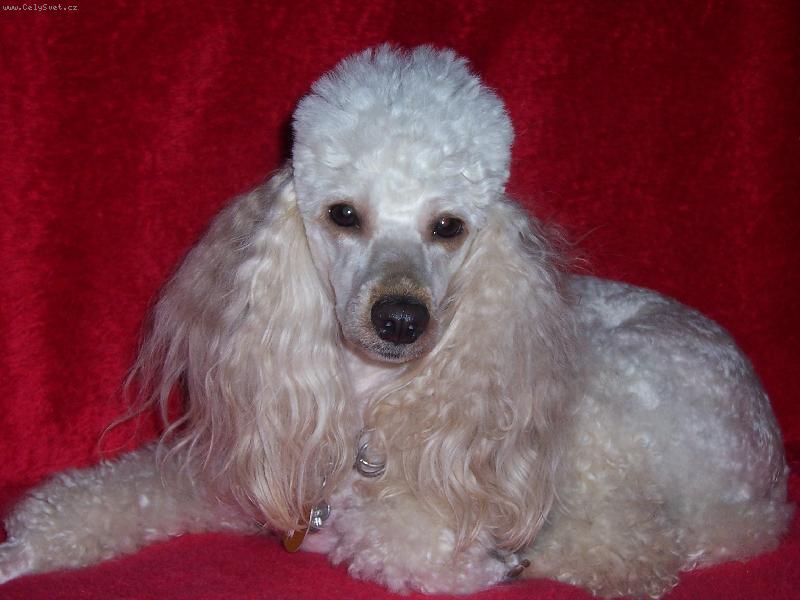 Foto: mil��ek Nelinka-�ek�m a� vylet� pt��ek